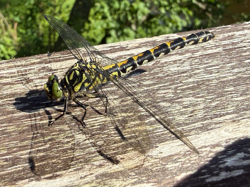 Small Pincertail