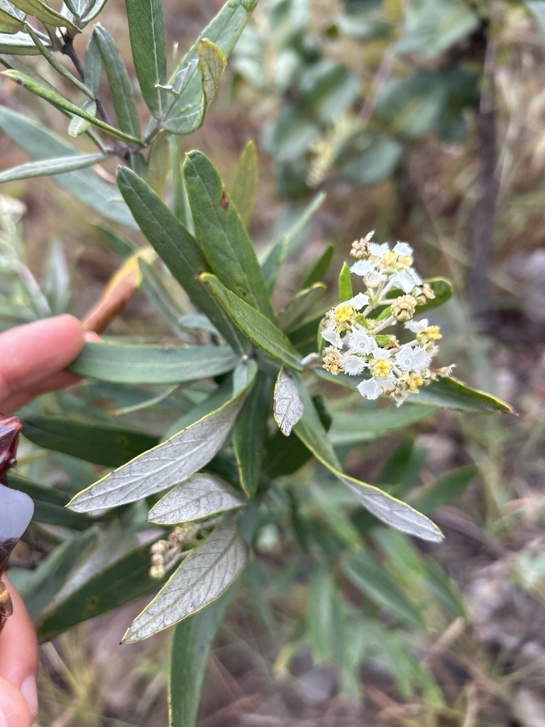 Banisteriopsis vernoniifolia