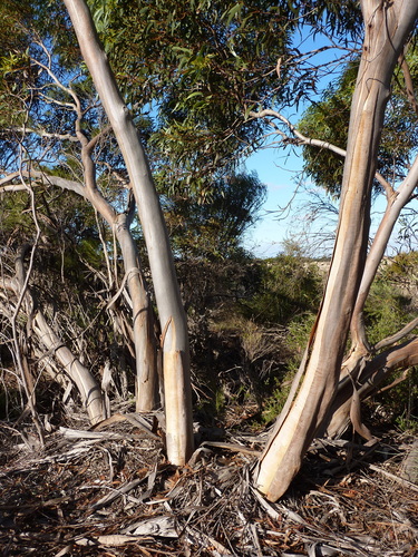 Eucalyptus peninsularis D.Nicolle