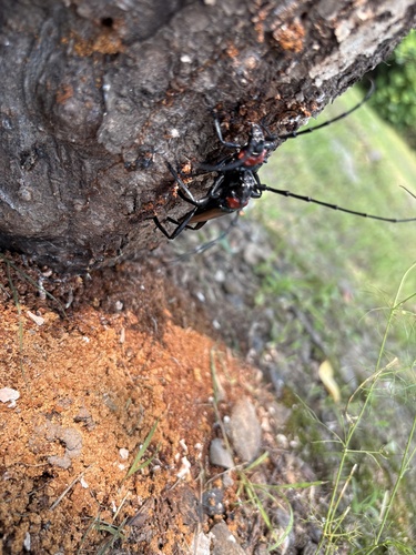 Red necked longhorn beetle