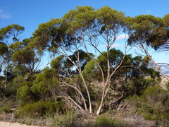 Eucalyptus peninsularis