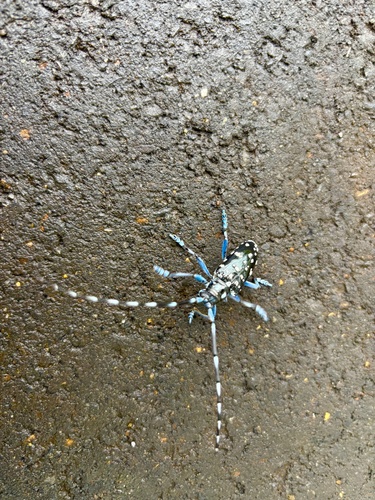 Citrus Longhorn Beetle