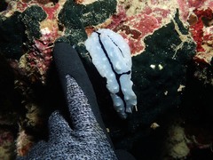 Phyllidiopsis shireenae