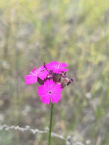 Dianthus polymorphus, photograph 2