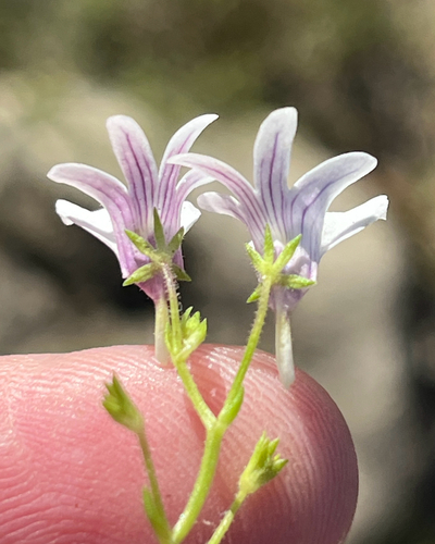 Nemesia diffusa, photograph 6