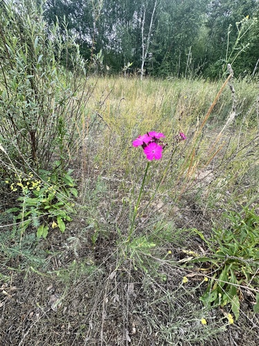Dianthus polymorphus, photograph 3