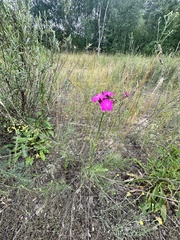 Dianthus polymorphus, photograph (c) Евгений Рыбальченко, some rights reserved (CC BY)
