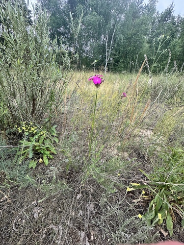 Dianthus polymorphus, photograph 4