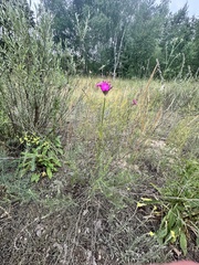 Dianthus polymorphus, photograph (c) Евгений Рыбальченко, some rights reserved (CC BY)