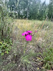 Dianthus polymorphus, photograph (c) Евгений Рыбальченко, some rights reserved (CC BY)