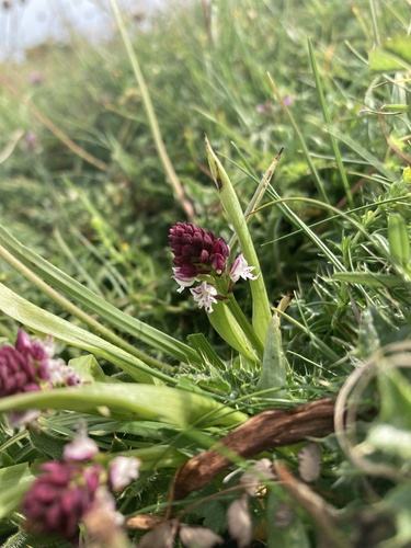 Burnt-tip Orchid