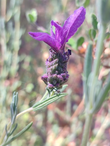 topped lavender
