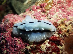 Phyllidiopsis shireenae