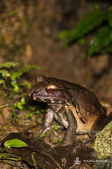 Leptodactylus rhodomerus