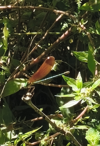 Copper Demoiselle