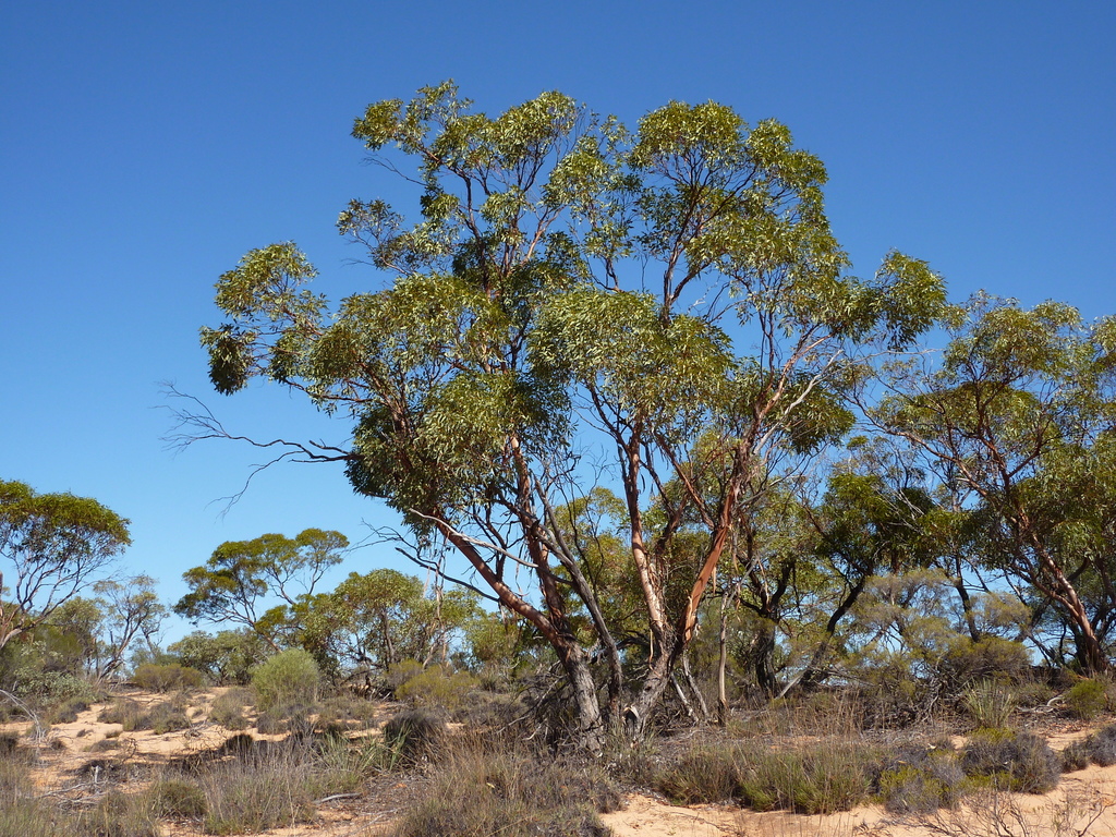 Eucalyptus infracorticata