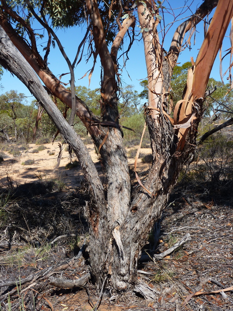Eucalyptus infracorticata 2