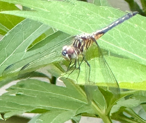 Blue Dasher