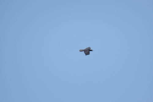 Common Raven