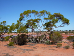 Eucalyptus concinna
