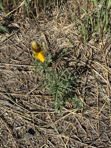 upright prairie coneflower
