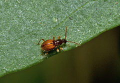 Scydmaeninae