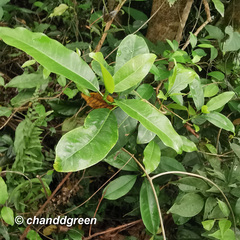 Acronychia pedunculata