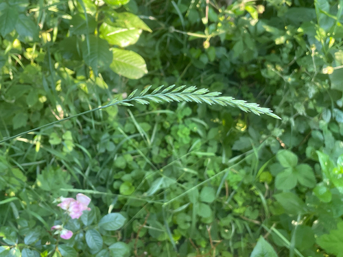 Quack Grass