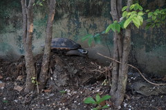 Malayemys macrocephala