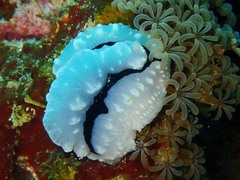 Phyllidiopsis shireenae