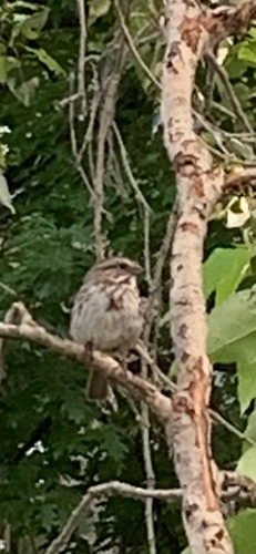 Song Sparrow
