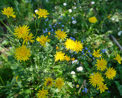 Crepis biennis