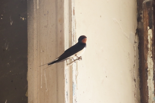 Barn Swallow