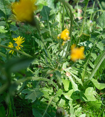 Crepis biennis