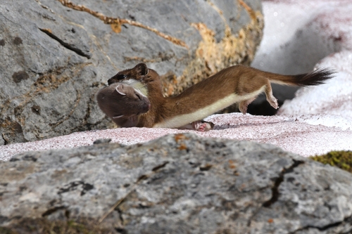 Eurasian Stoat, photo 2 of 10