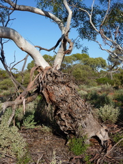 Eucalyptus eremicola eremicola