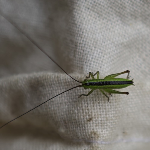 Long-winged Conehead, Noordwijkerhout, Nederland, photo 7 of 10