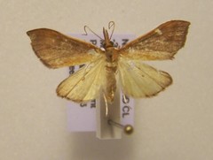 Udea daiclesalis