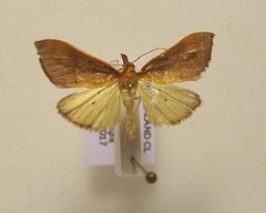 Udea daiclesalis