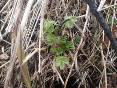 Potentilla stolonifera