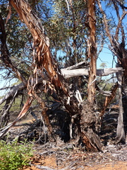 Eucalyptus youngiana