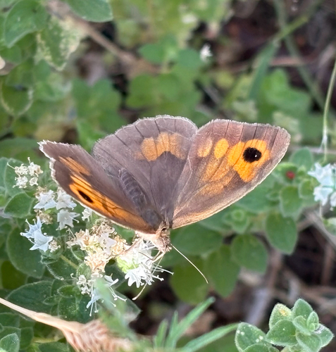 Meadow Brown