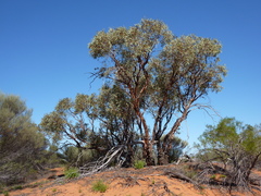 Eucalyptus youngiana