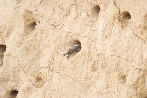 Bank Swallow