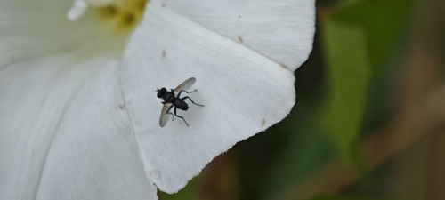 Phania funesta, Lisse, Nederland, photo 9 of 10