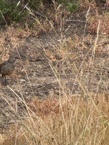 iNaturalist observation photo of California Thrasher