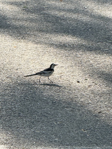 White Wagtail