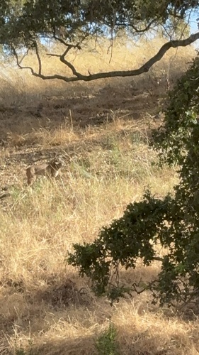 iNaturalist observation photo of Bobcat