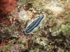 Phyllidiopsis xishaensis