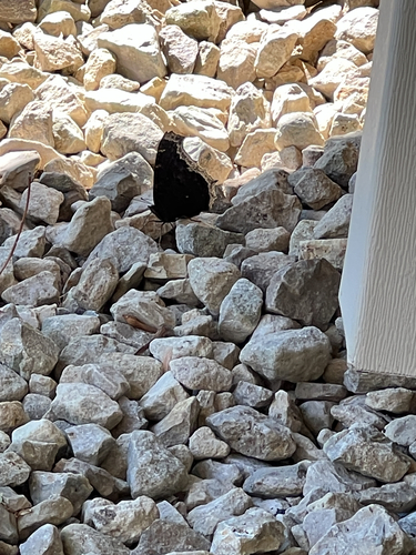 Mourning Cloak